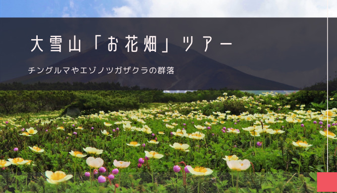 大雪山「お花畑」おすすめツアー特集！