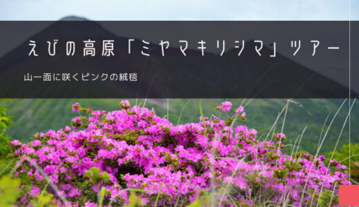 えびの高原「ミヤマキリシマ」おすすめツアー特集！