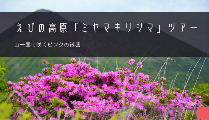 えびの高原「ミヤマキリシマ」おすすめツアー特集！