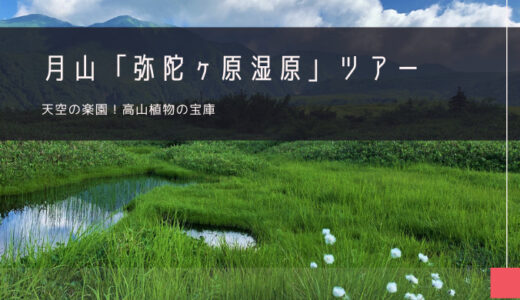 月山「弥陀ヶ原」おすすめツアー特集！