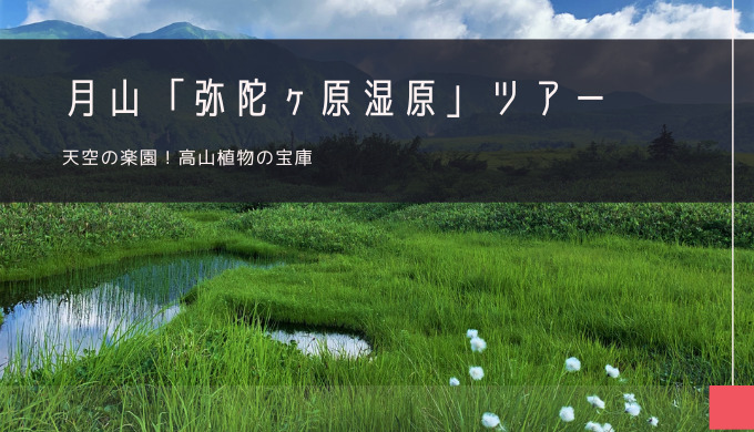 月山「弥陀ヶ原」おすすめツアー特集！