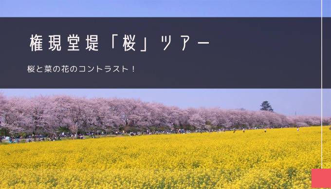 権現堂堤「桜」おすすめツアー特集！