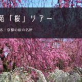 原谷苑「桜」おすすめツアー特集！