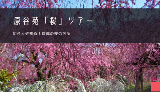 原谷苑「桜」おすすめツアー特集！
