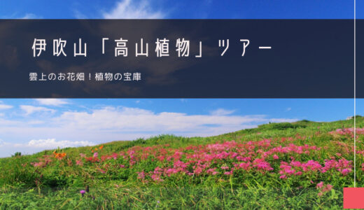 伊吹山「高山植物」おすすめツアー特集！