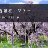 三春滝桜 おすすめツアー特集！