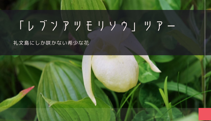 礼文島「レブンアツモリソウ」おすすめツアー特集！