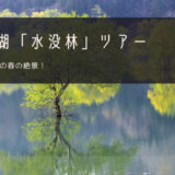 白川湖「水没林」おすすめツアー特集！