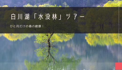 白川湖「水没林」おすすめツアー特集！