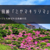 雲仙仁田峠「ミヤマキリシマ」おすすめツアー特集！